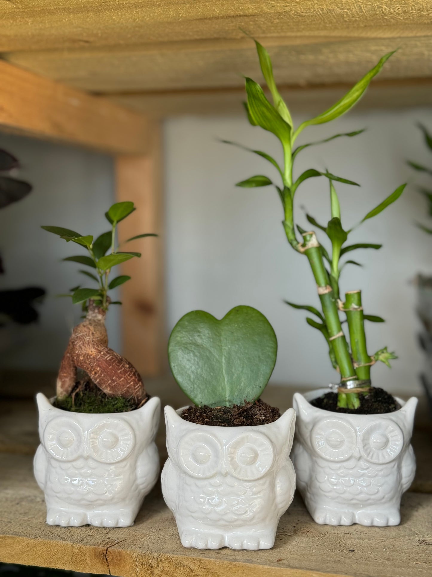 MINI Ficus microcarpa 'Ginseng' - Bonsai ficus