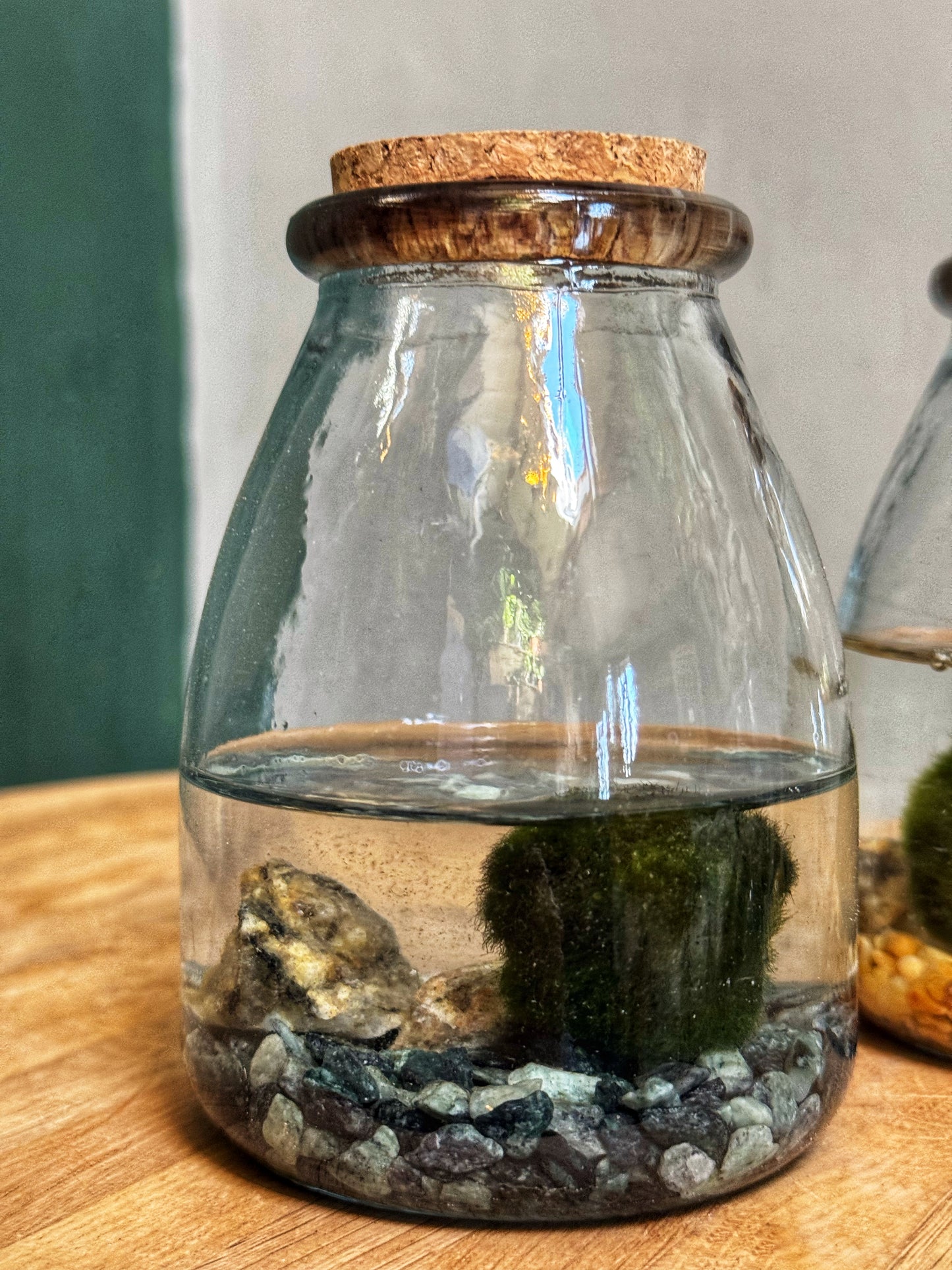 Marimo Moss Balls-In Jar