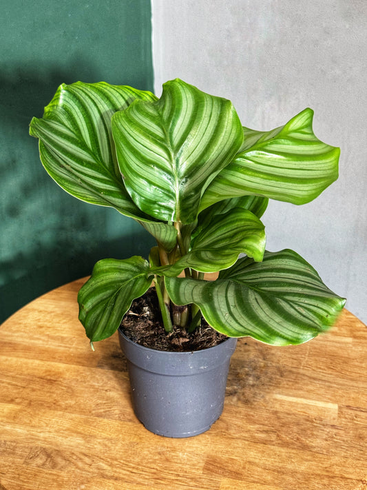 Calathea - Orbifolia Prayer plant