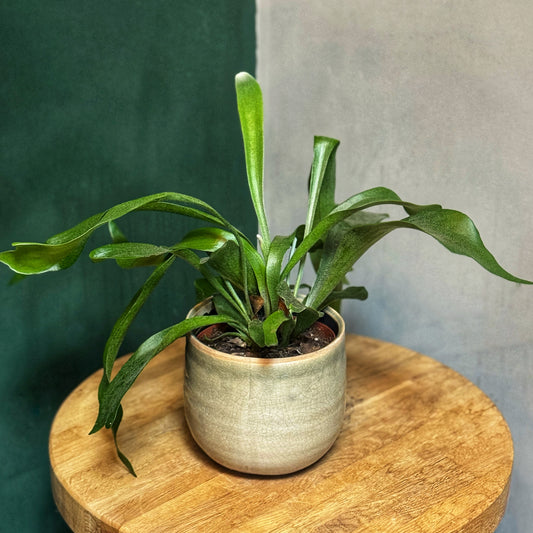 Platycerium bifurcatum - Staghorn fern