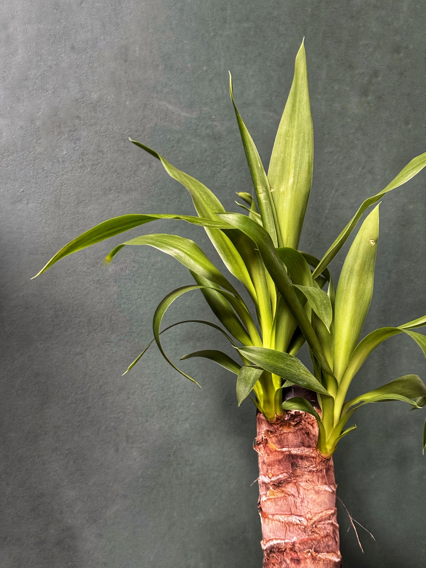 Yucca elephantipes - Spineless Yucca