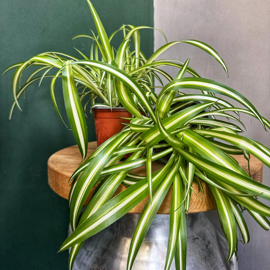 Chlorophytum Variegatum-Spider plant