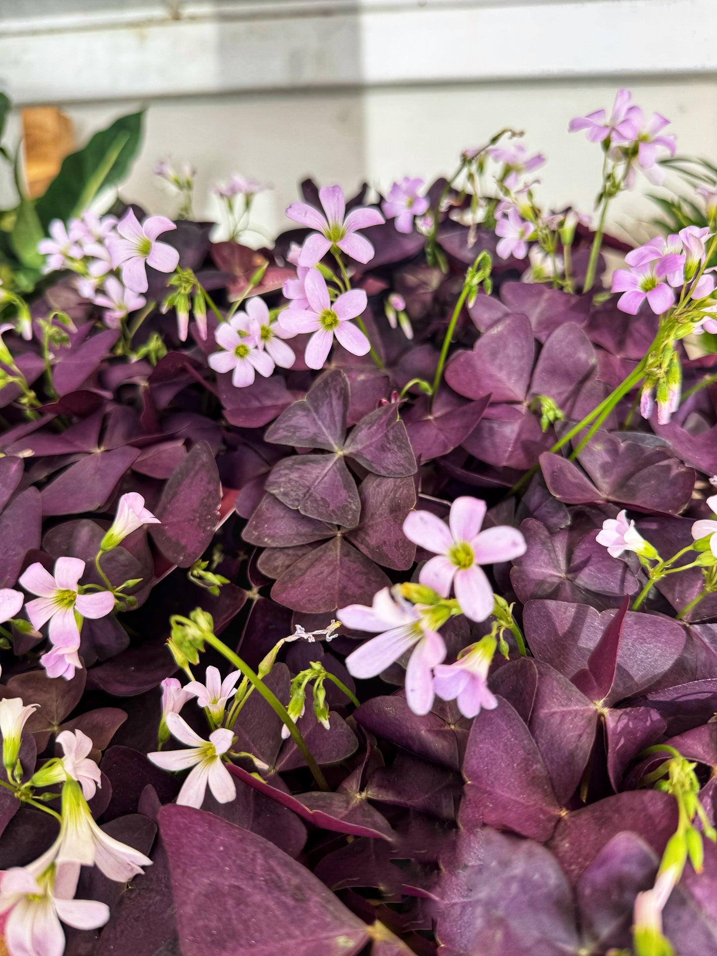 Oxalis- Faux Shamrock MIX