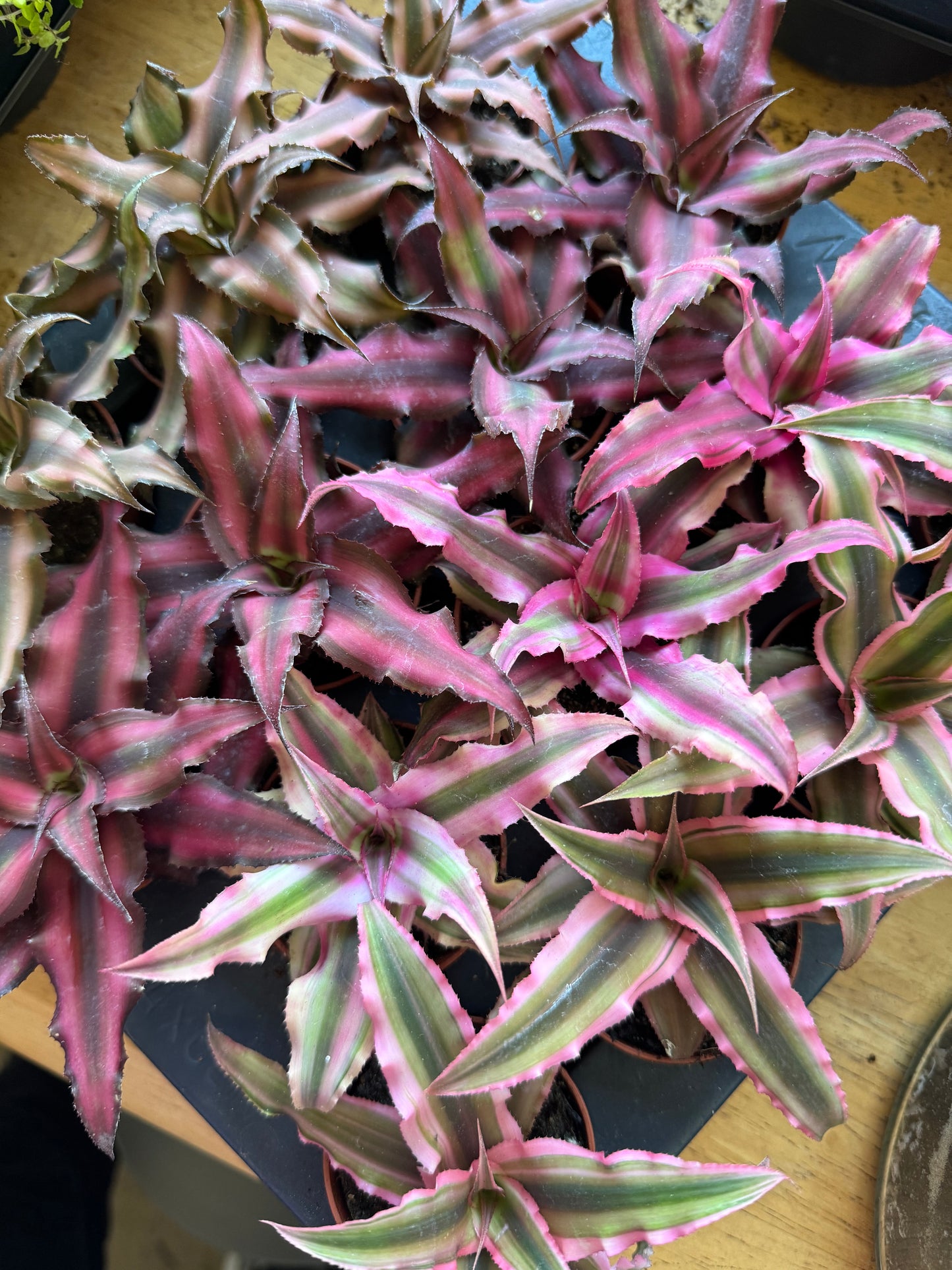 Cryptanthus- Miniature earth star mix