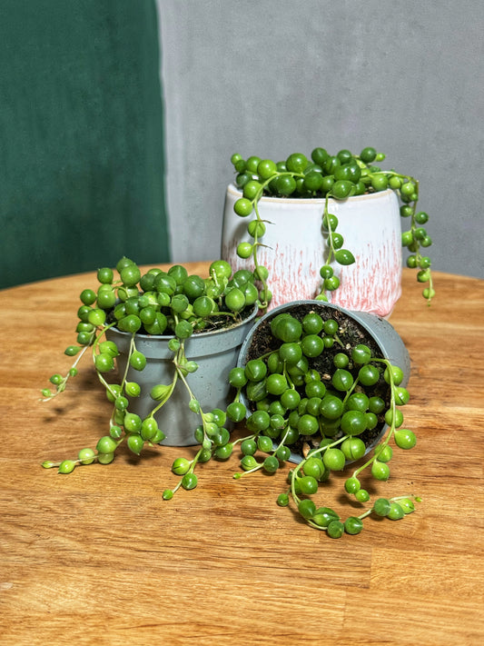 Senecio Herreianus - String of pearls Mini