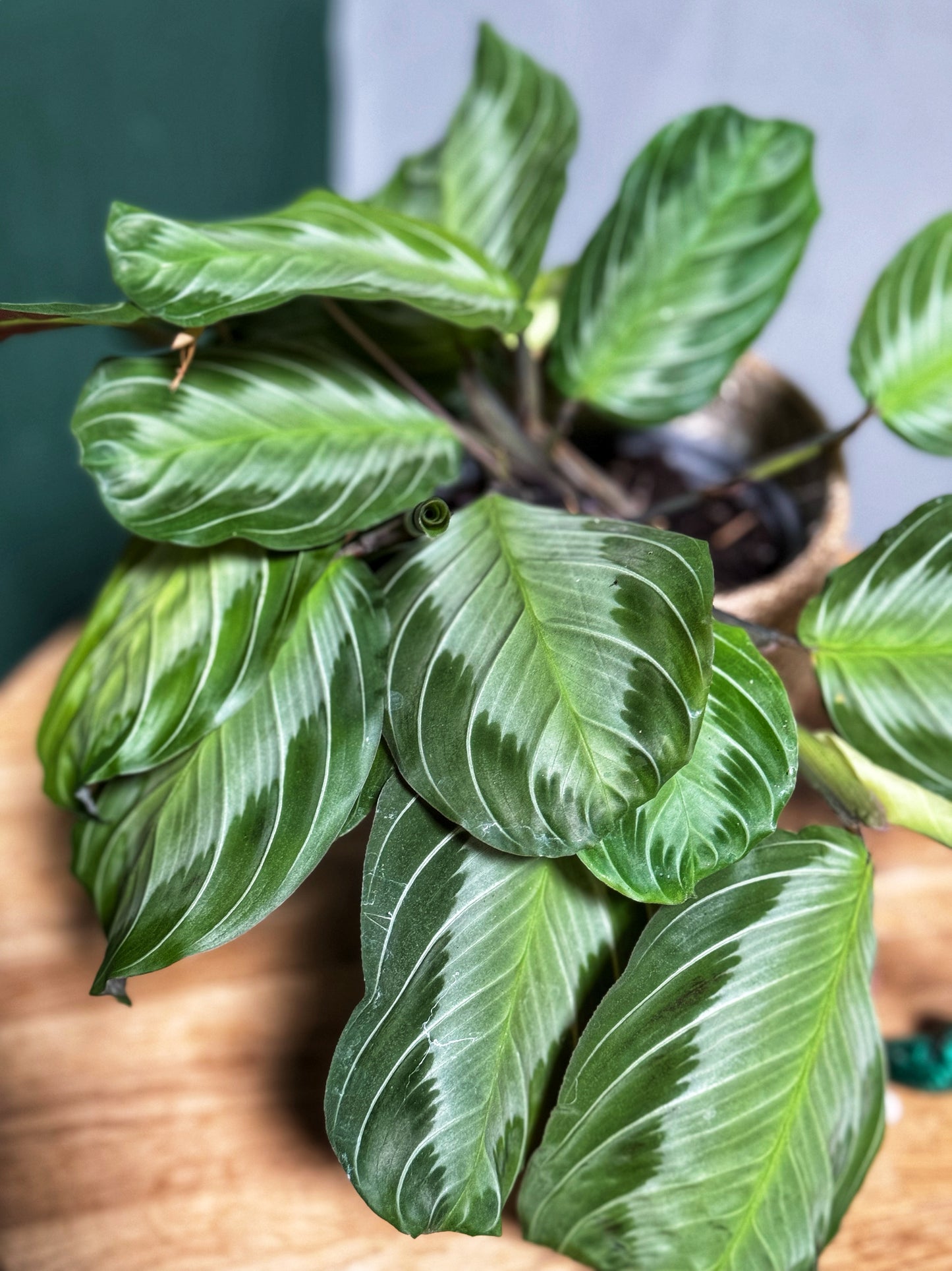 Maranta- Silver Band