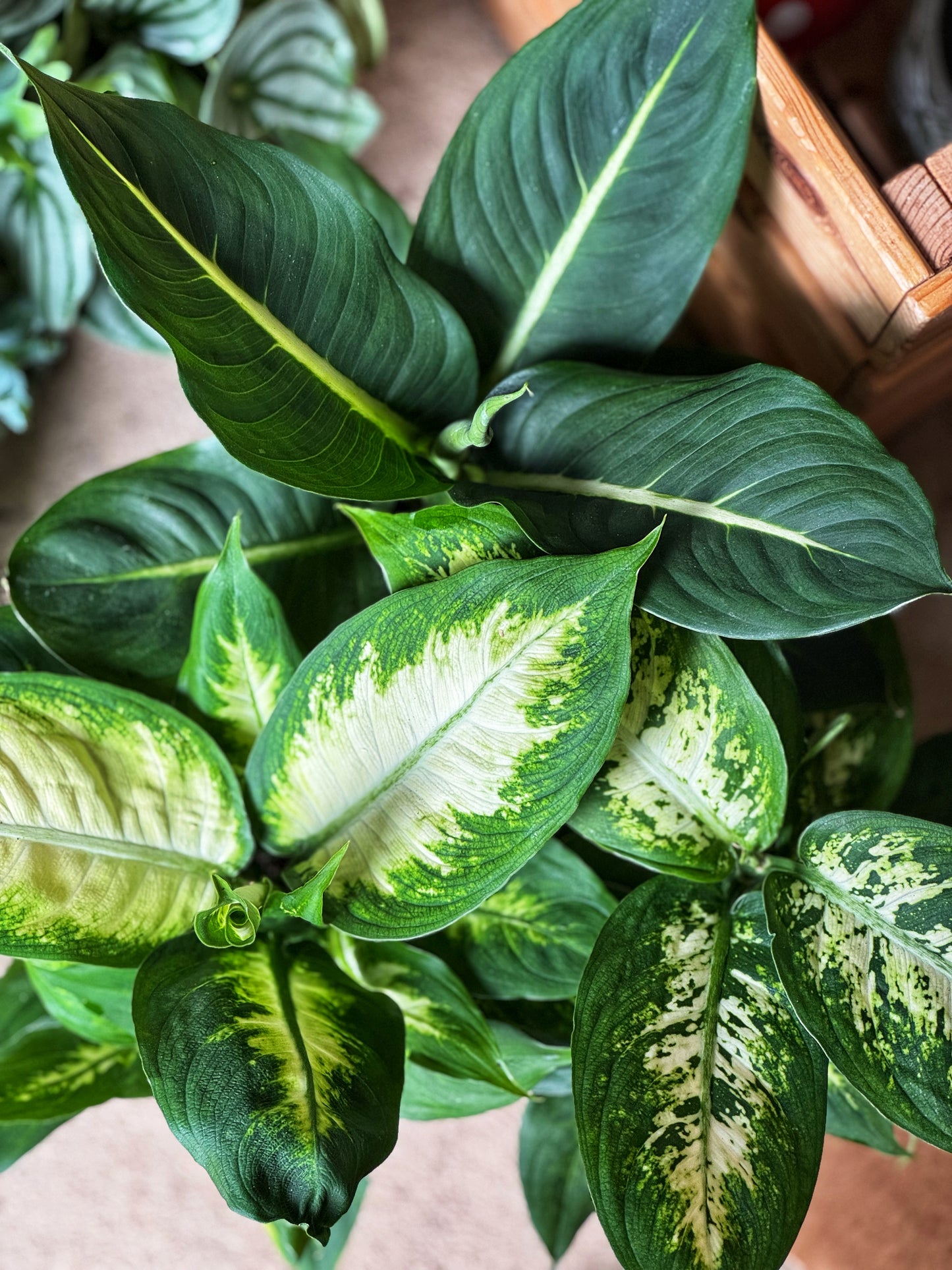 Dieffenbachia mix- Dumb Cane