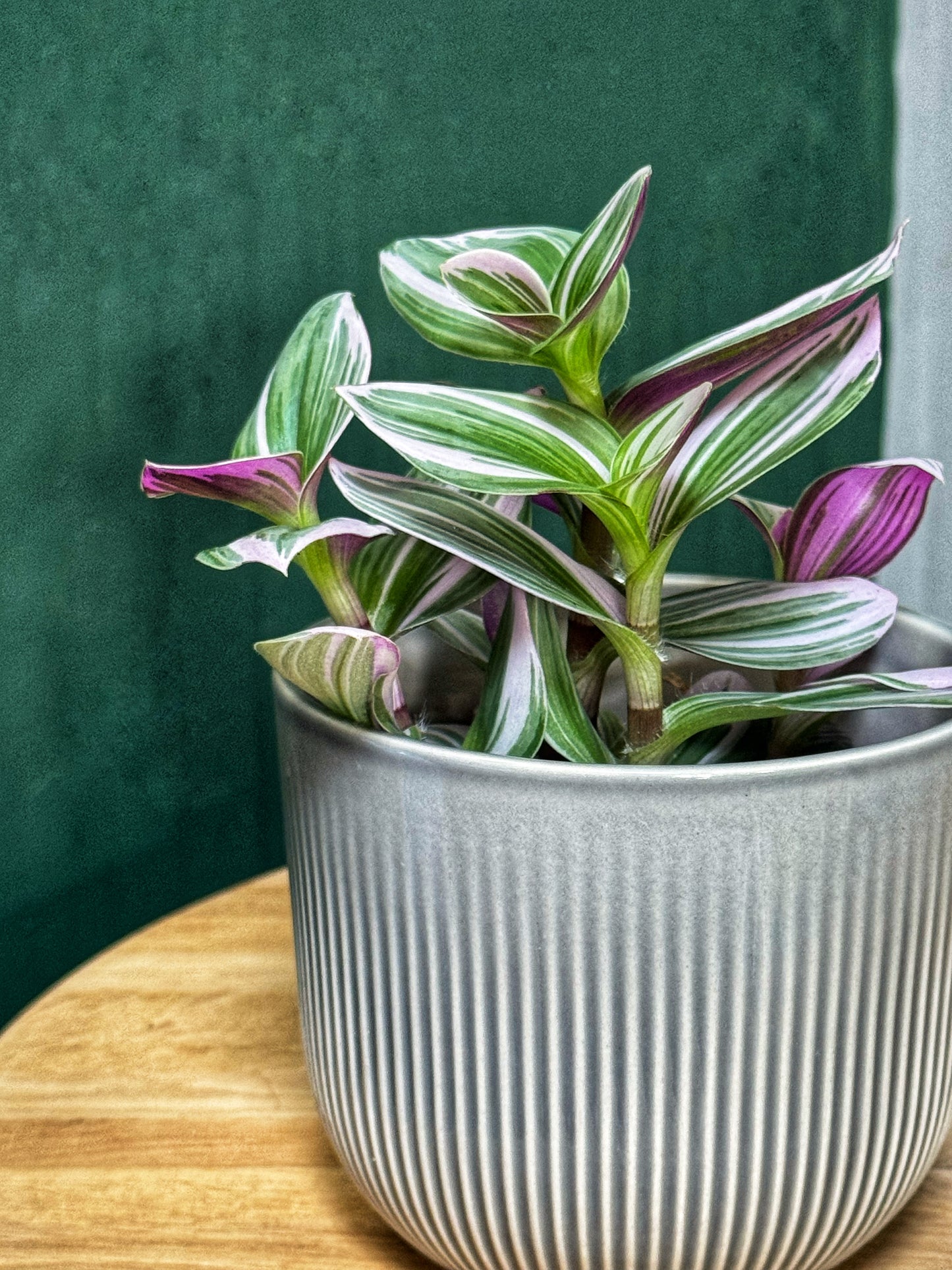 Ribbed Belly Pot Grey/White