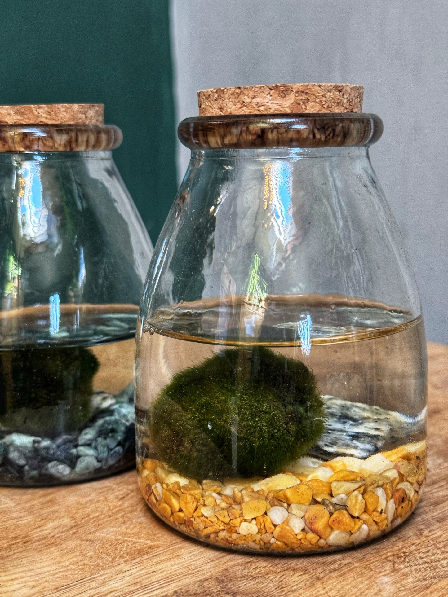 Marimo Moss Balls-In Jar