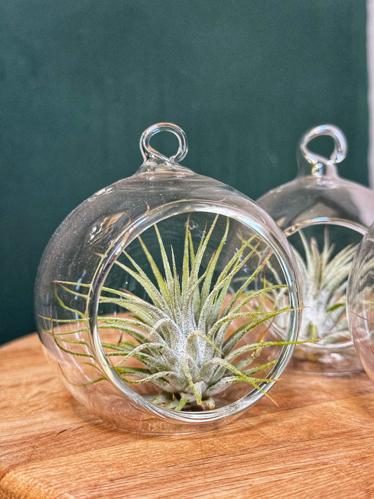 Tillandsia Ionantha- Air Plant-In glass hanging globe