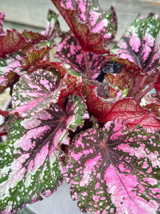 Begonia Rex Maui Sunset