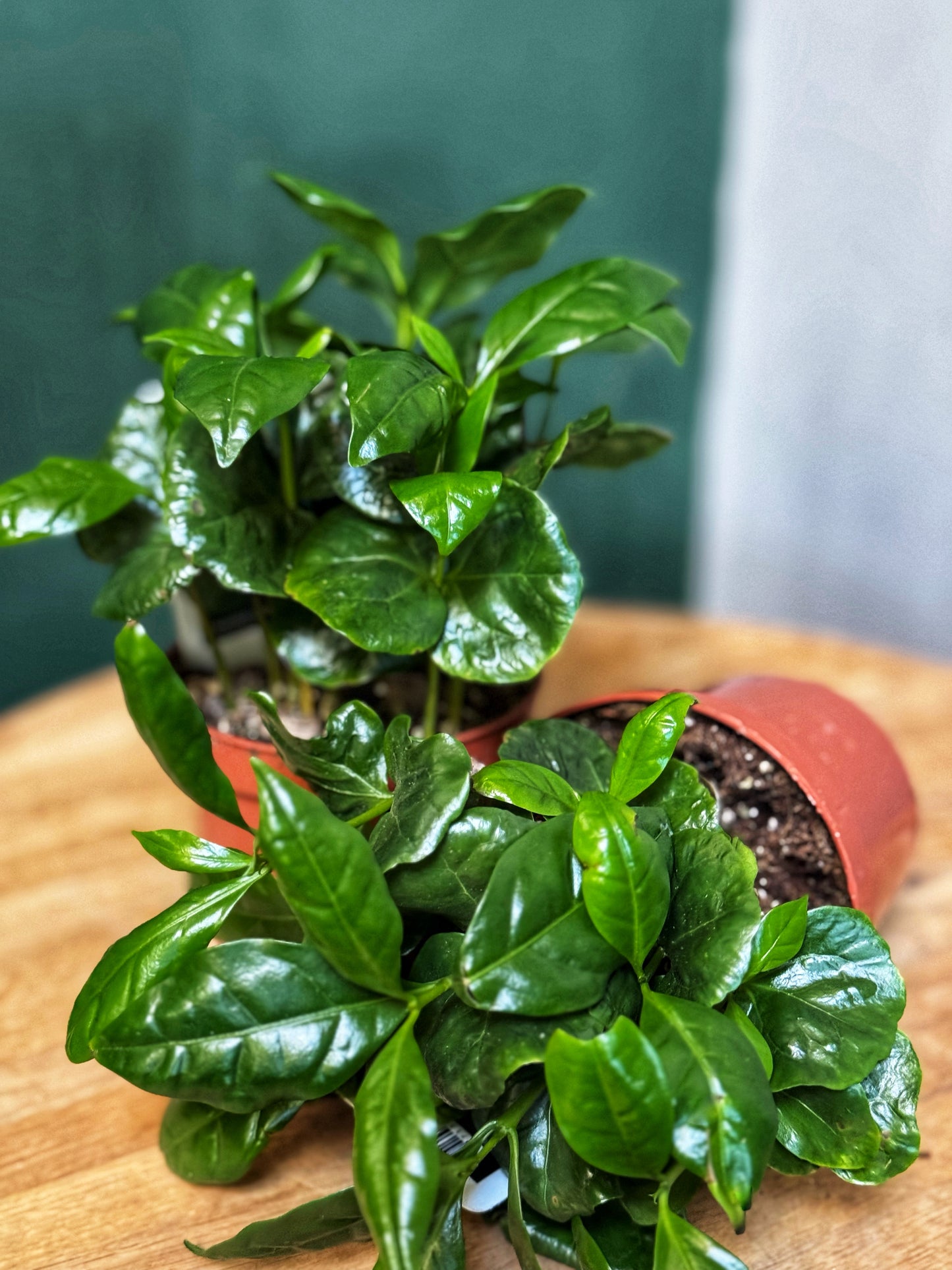 Coffee Arabica plant