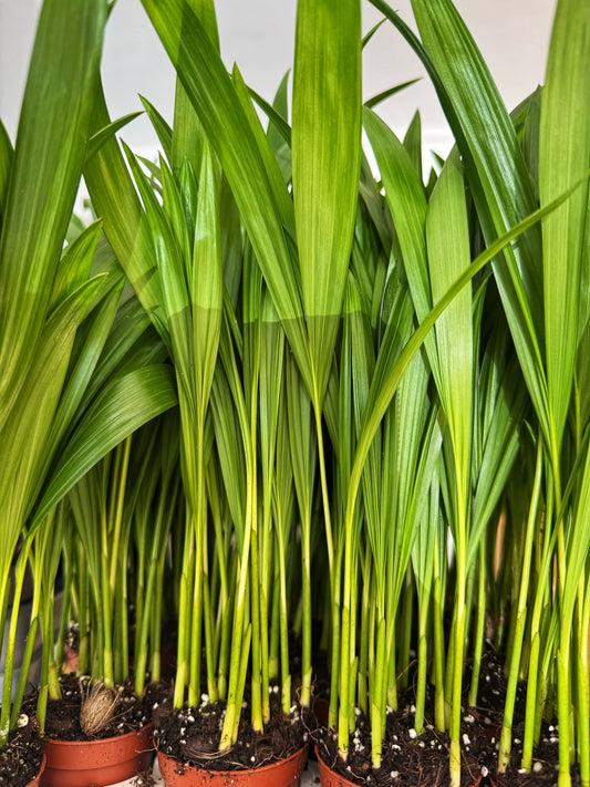 Areca Palm-Mini plants