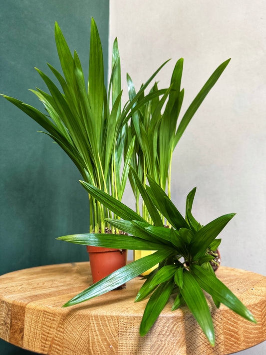 Areca Palm-Mini plants