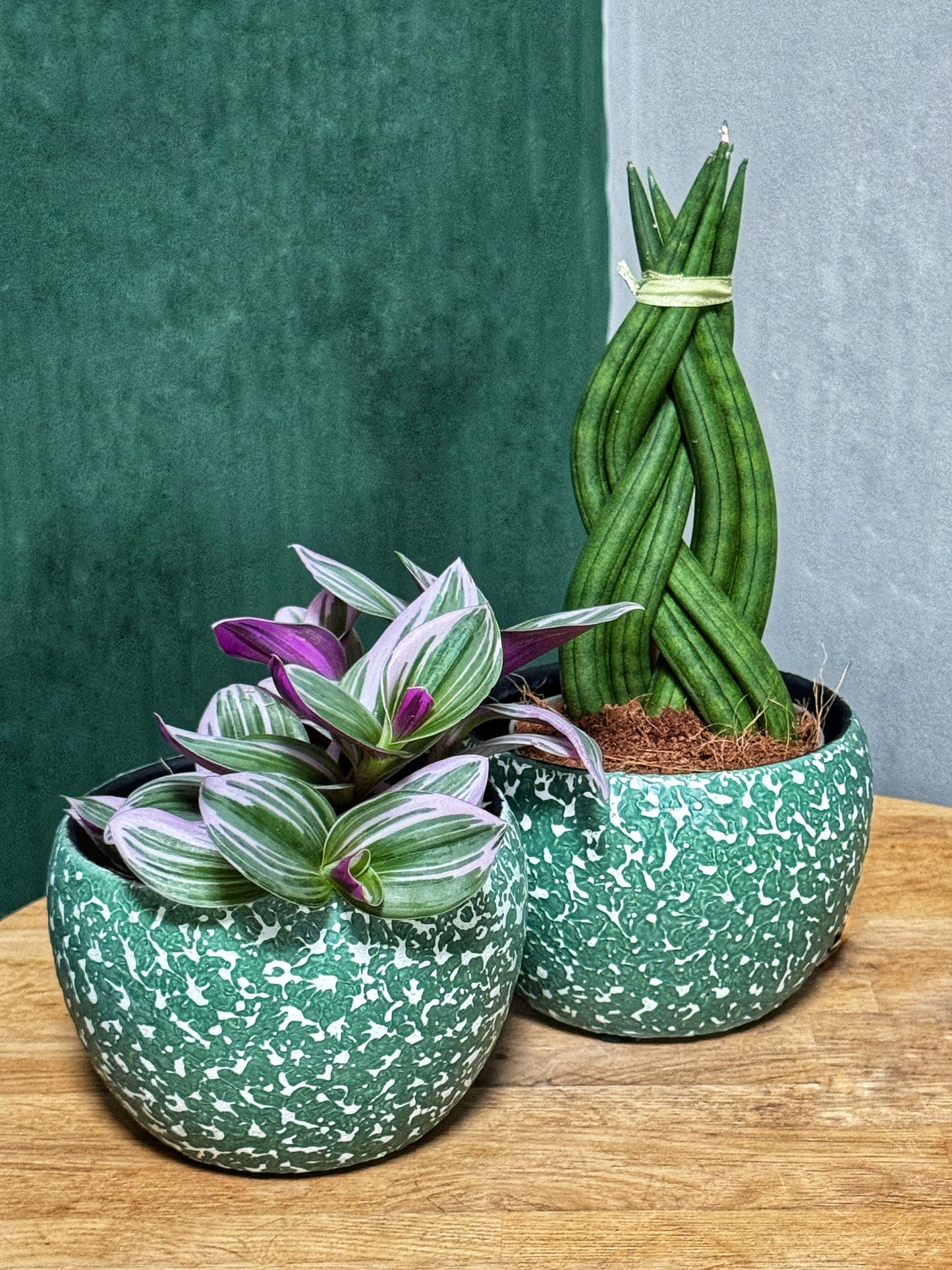 Tradescantia Nanouk