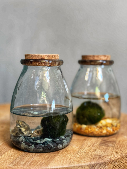 Marimo Moss Balls-In Jar