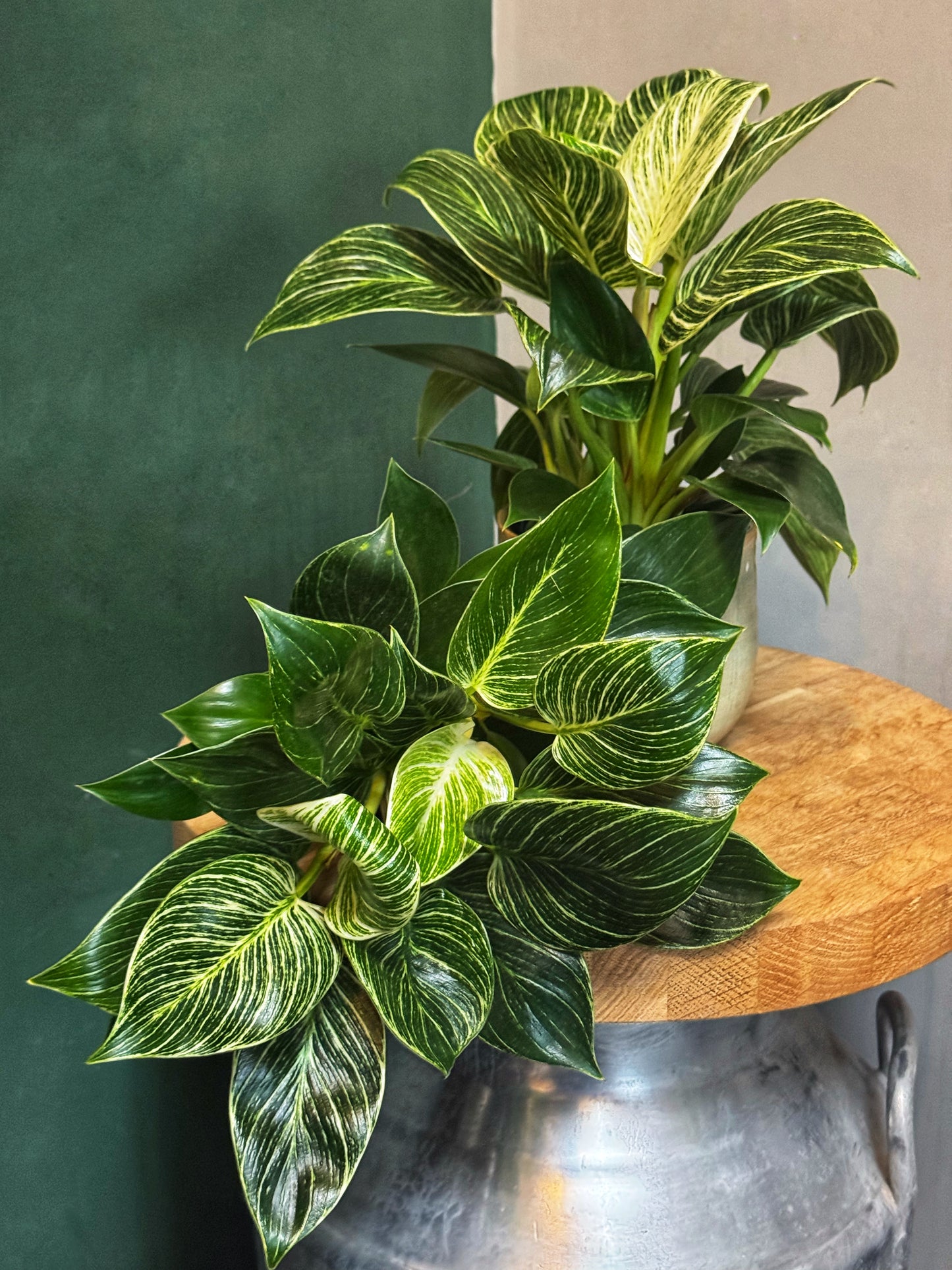 Philodendron "White Wave" Birkin
