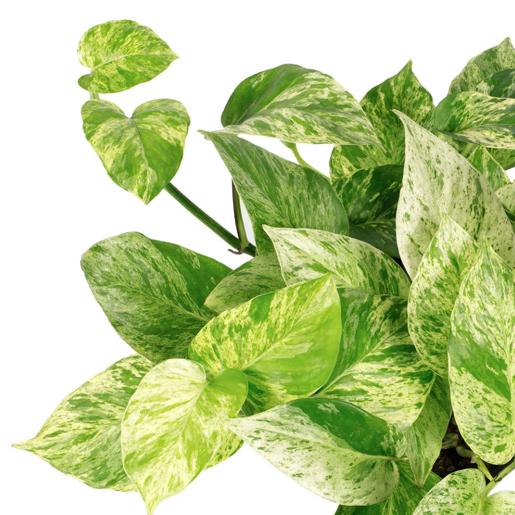 Marble Queen Pothos- EPIPREMNUM PINNATUM