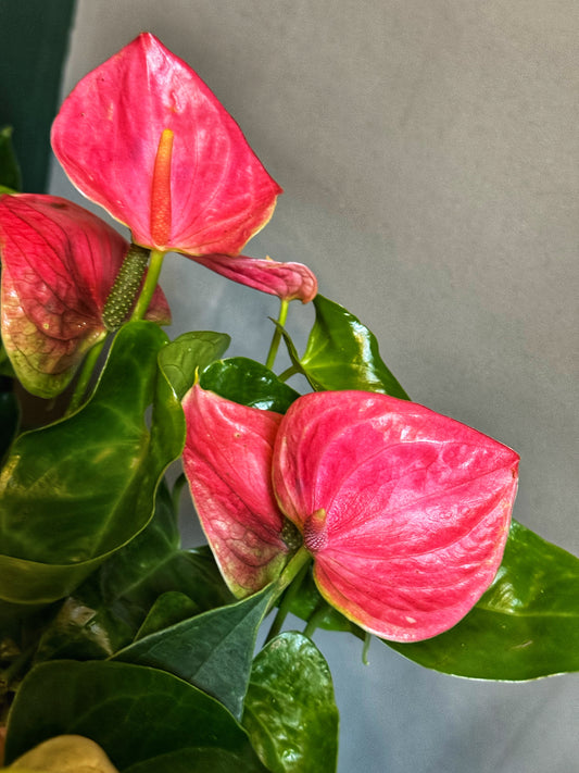 Anthurium Sweet Dream- Pink