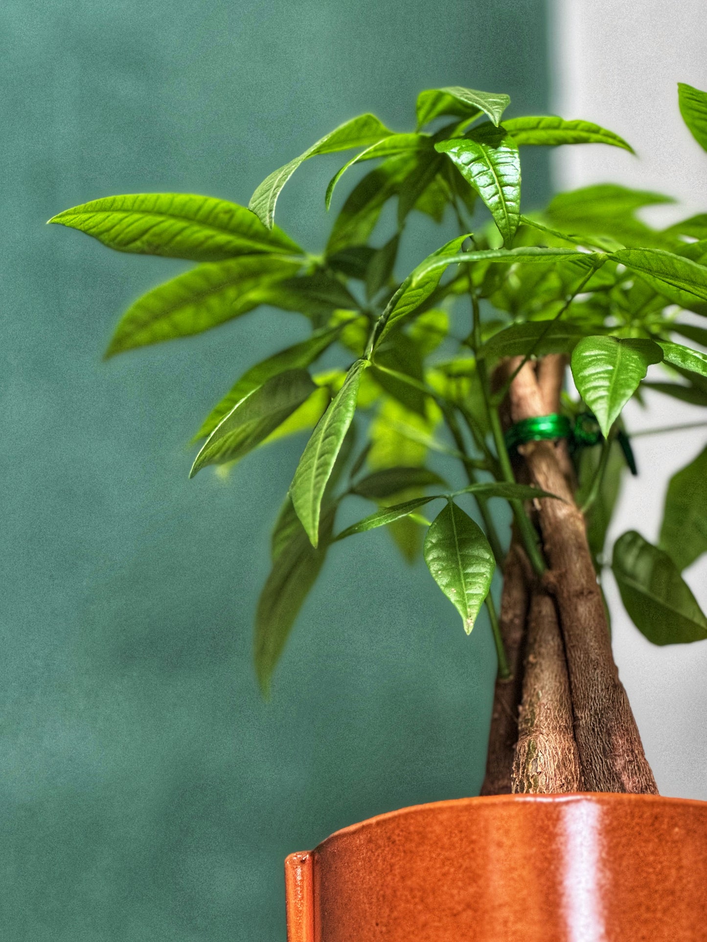 Pachira Aquatica - Money Tree