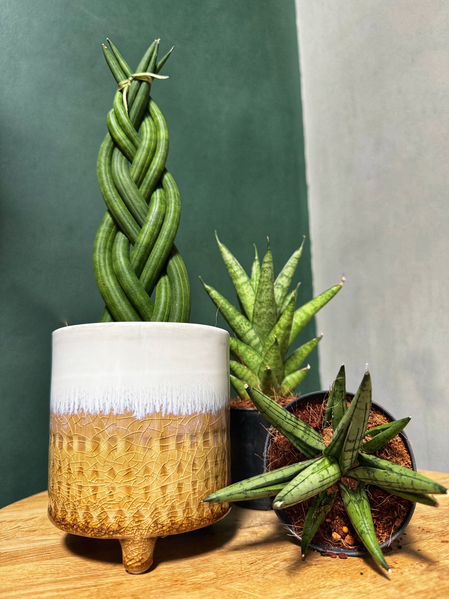 Mixed Sansevieria-Snake Plants
