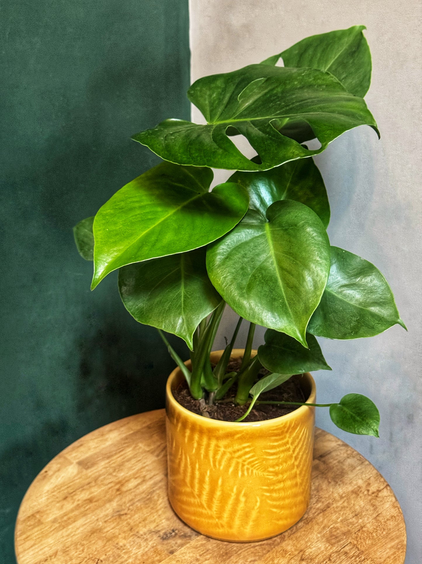 Monstera Deliciosa- Cheese Plant