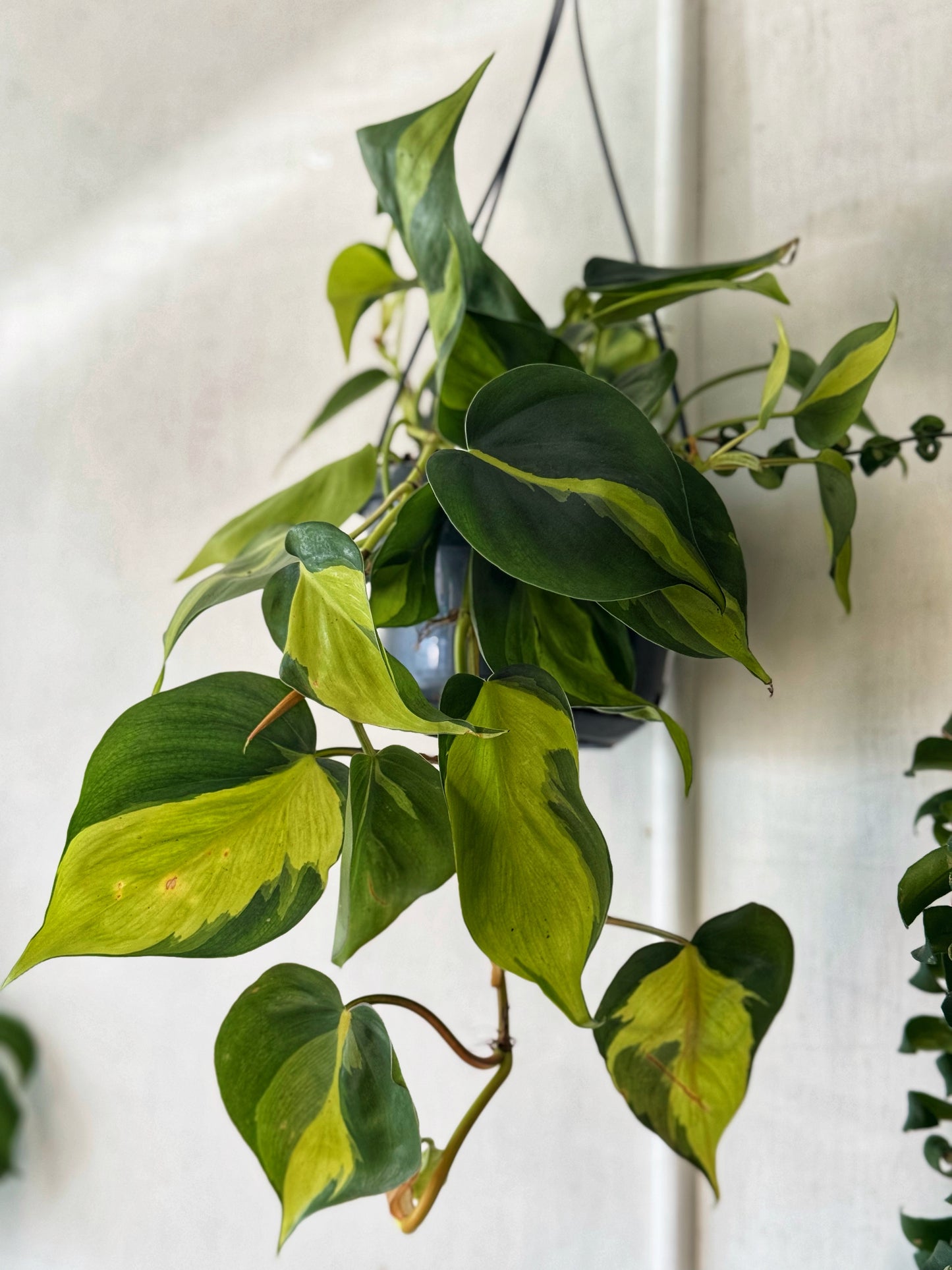 Hanging - Large Brasil Scandens