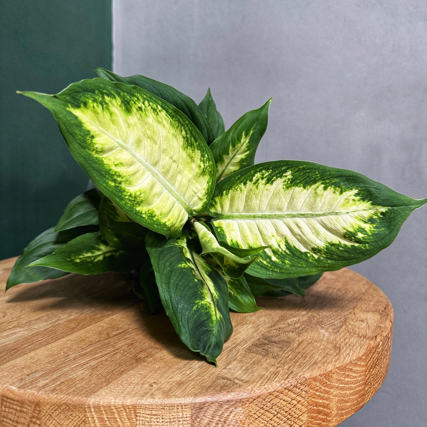 Dieffenbachia mix- Dumb Cane
