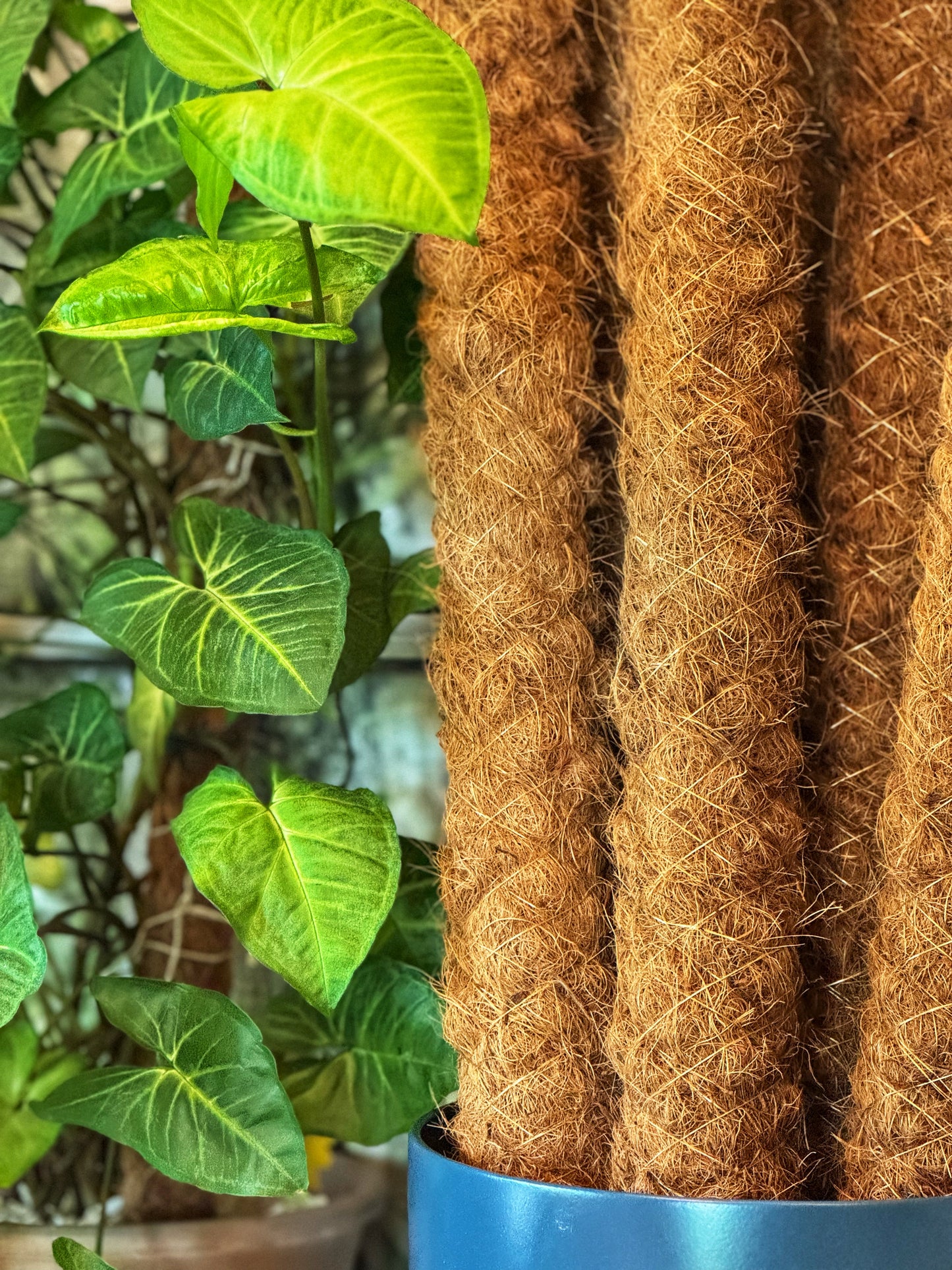 120cm-Moss Poles-LOCAL DROP/MARKET PURCHASE ONLY