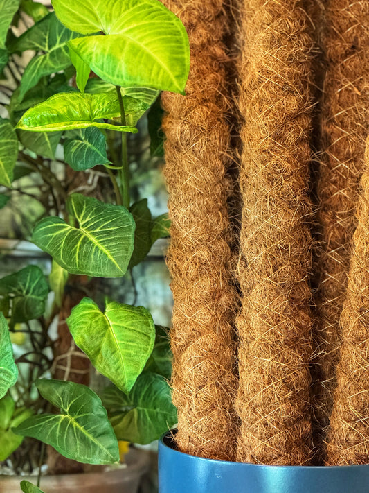 120cm-Moss Poles-LOCAL DROP/MARKET PURCHASE ONLY