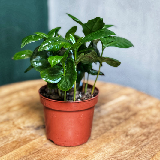 Coffee Arabica plant