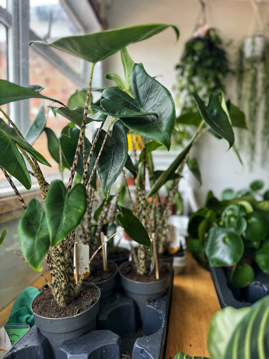 Zebrina Alocasia