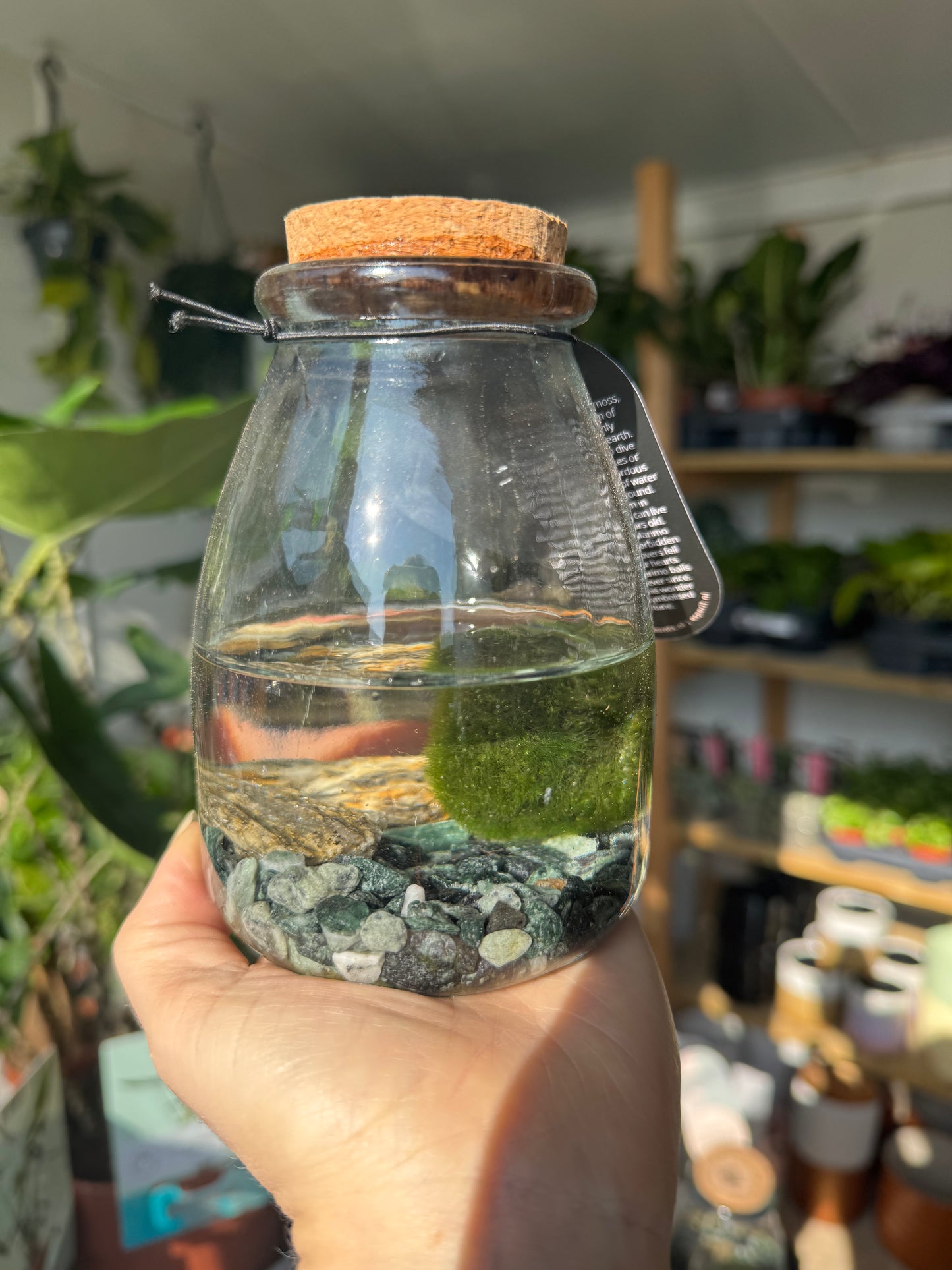 Marimo Moss Balls-In Jar