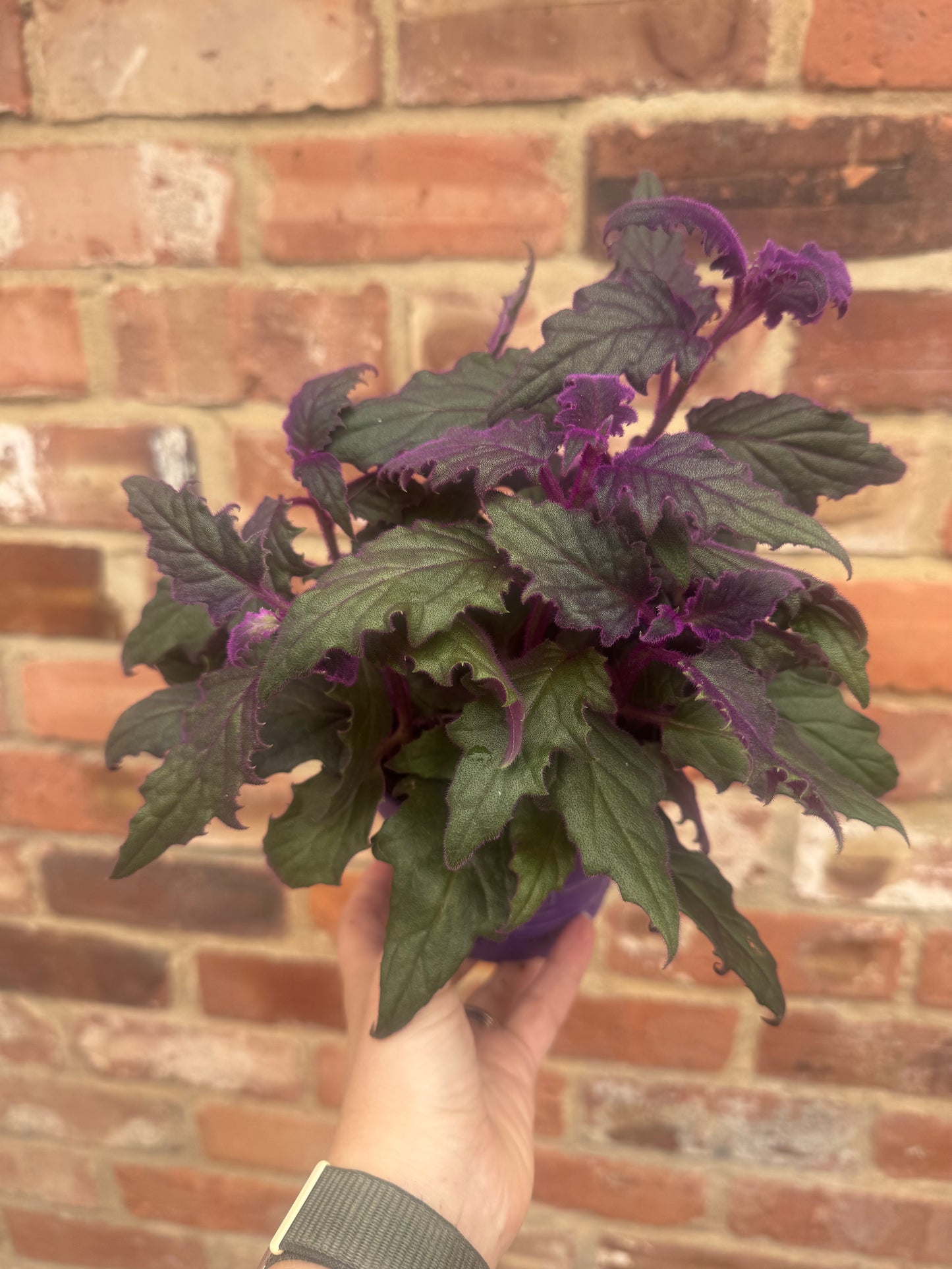 Gynura-purple passion