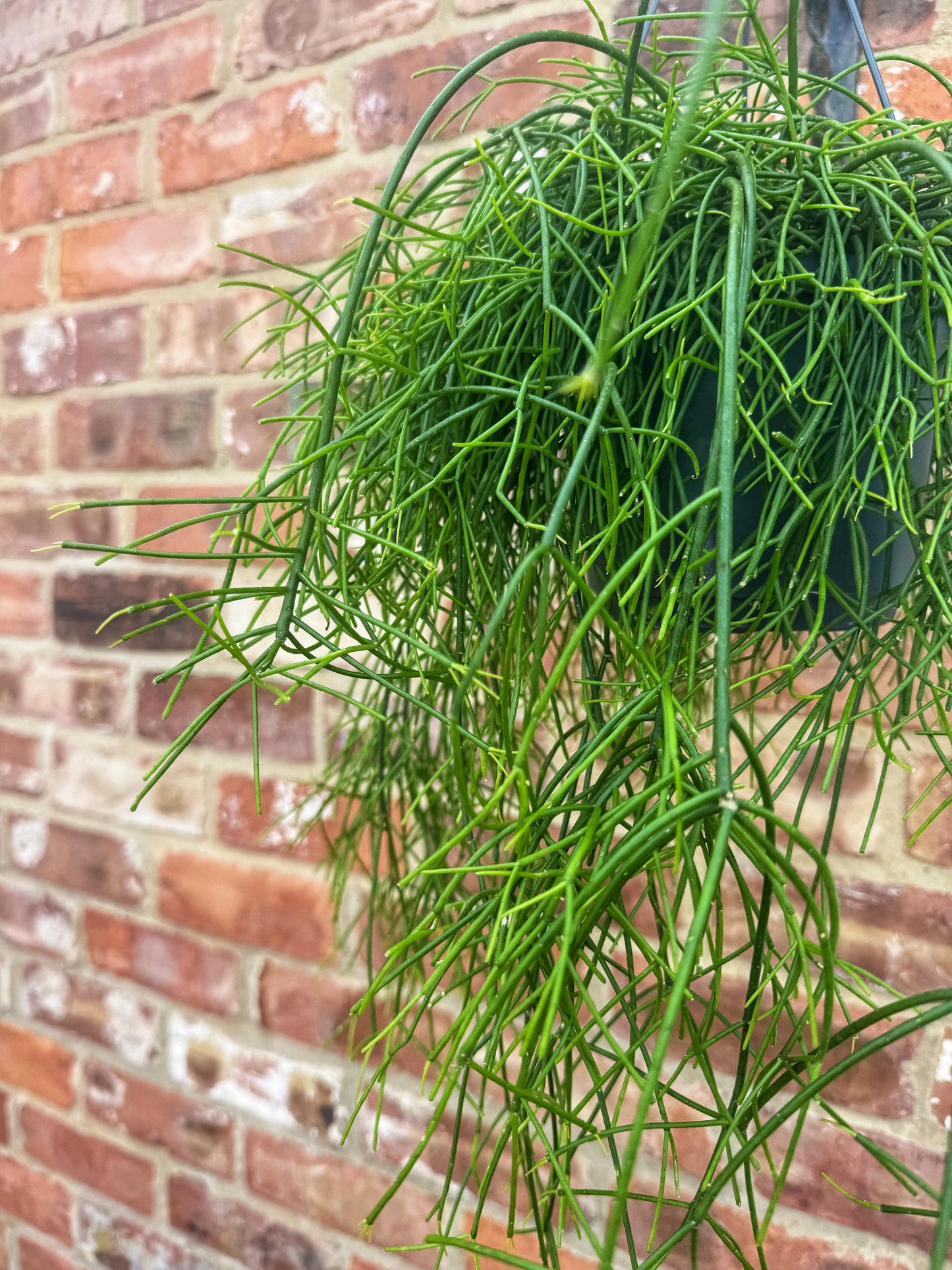 Rhipsallis hanging