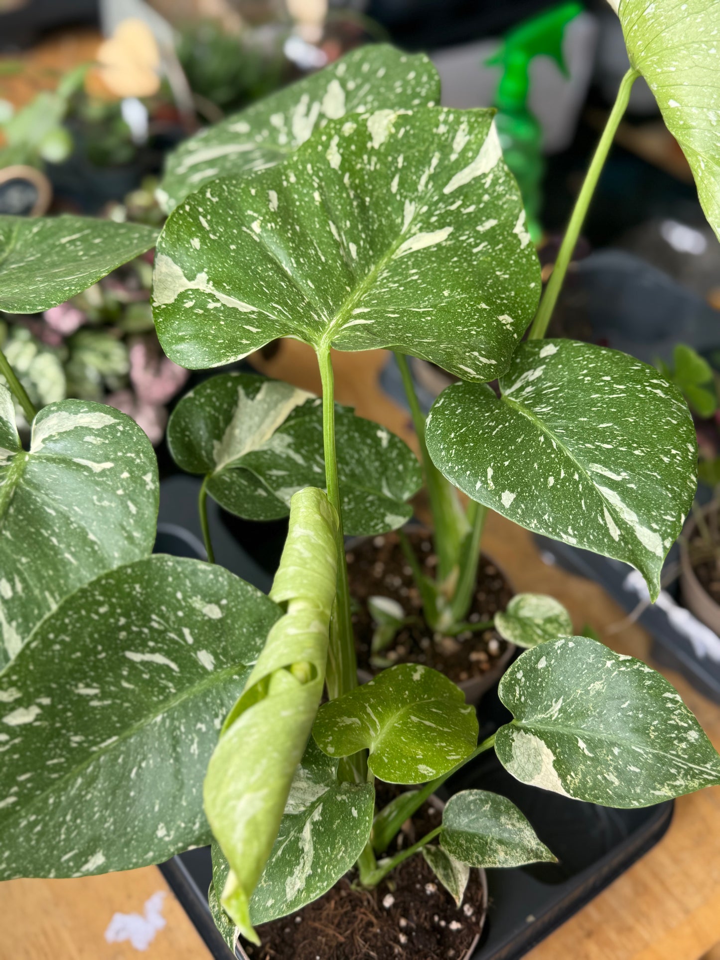 Monstera Thai Constellation