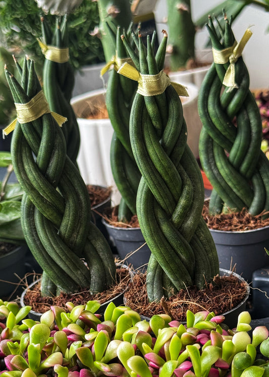 Platted Sansevieria-Snake Plants