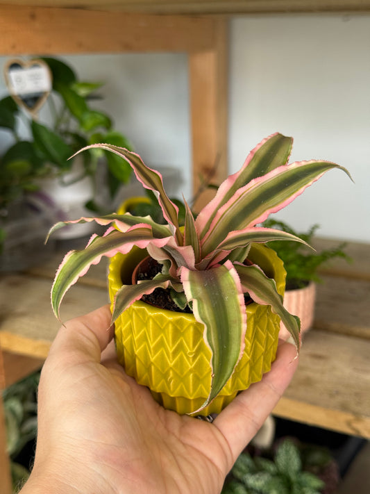 Neon Mini- Yellow/Pink