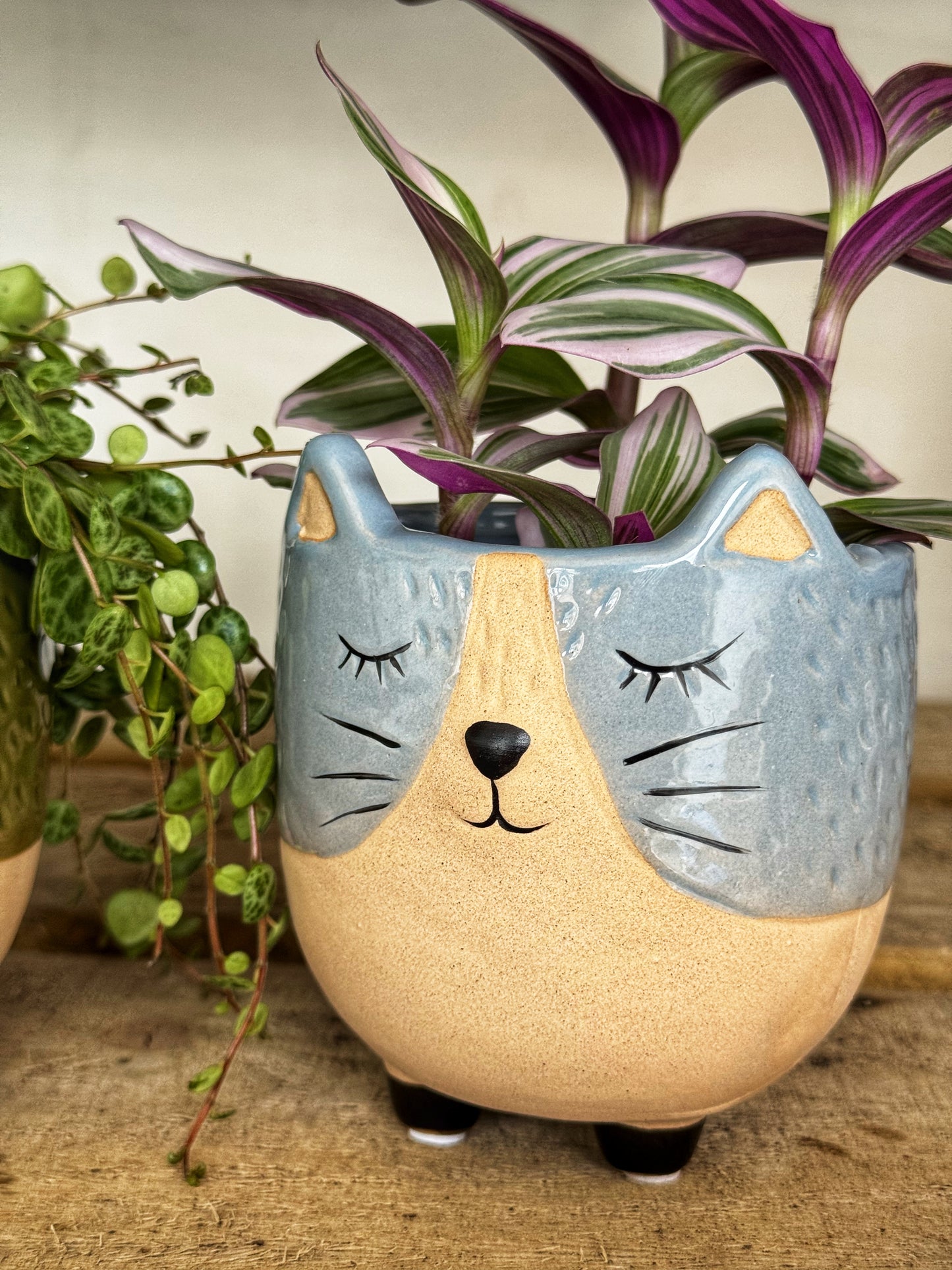Sassy Cat Pots- Green/Blue