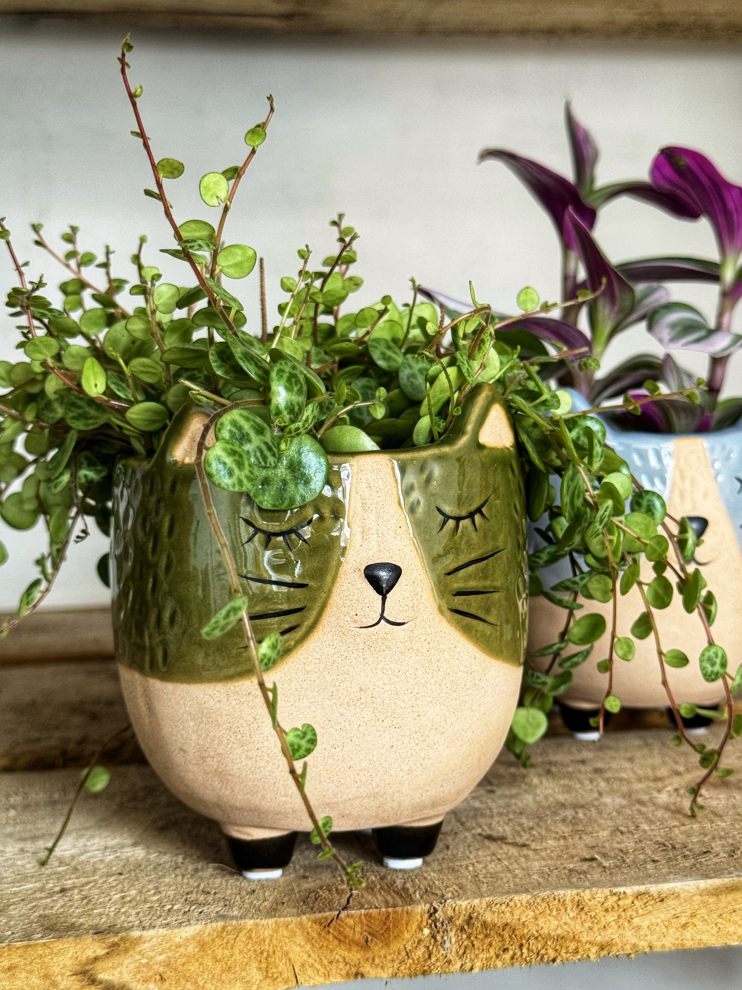 Sassy Cat Pots- Green/Blue