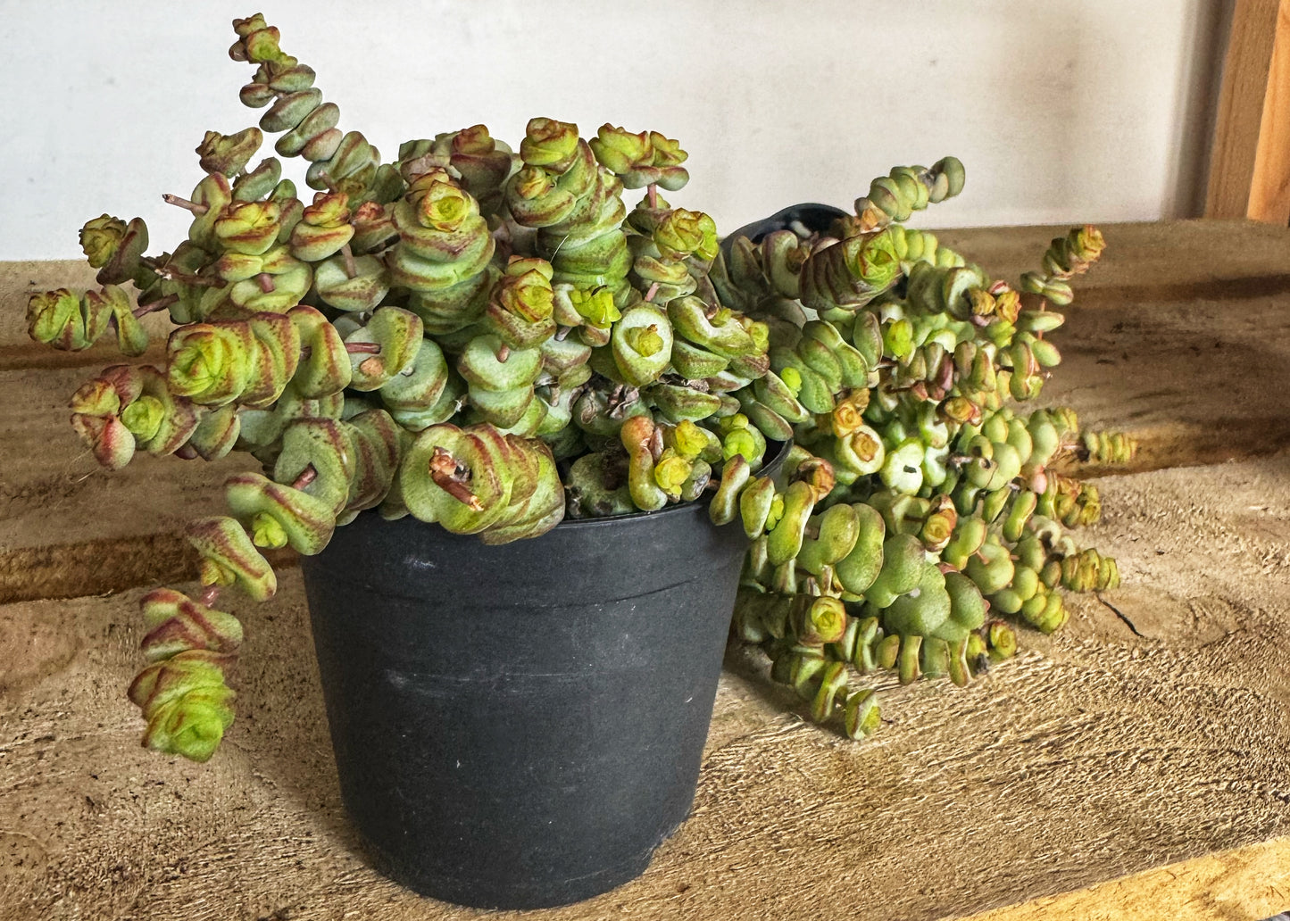 Crassula Hottentot – String of buttons-Hanging