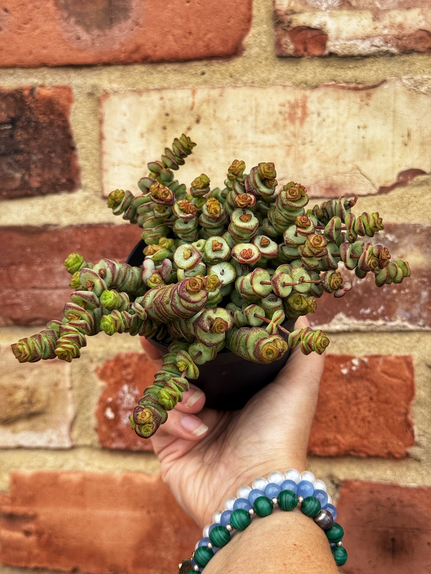 Crassula Hottentot – String of buttons-Hanging