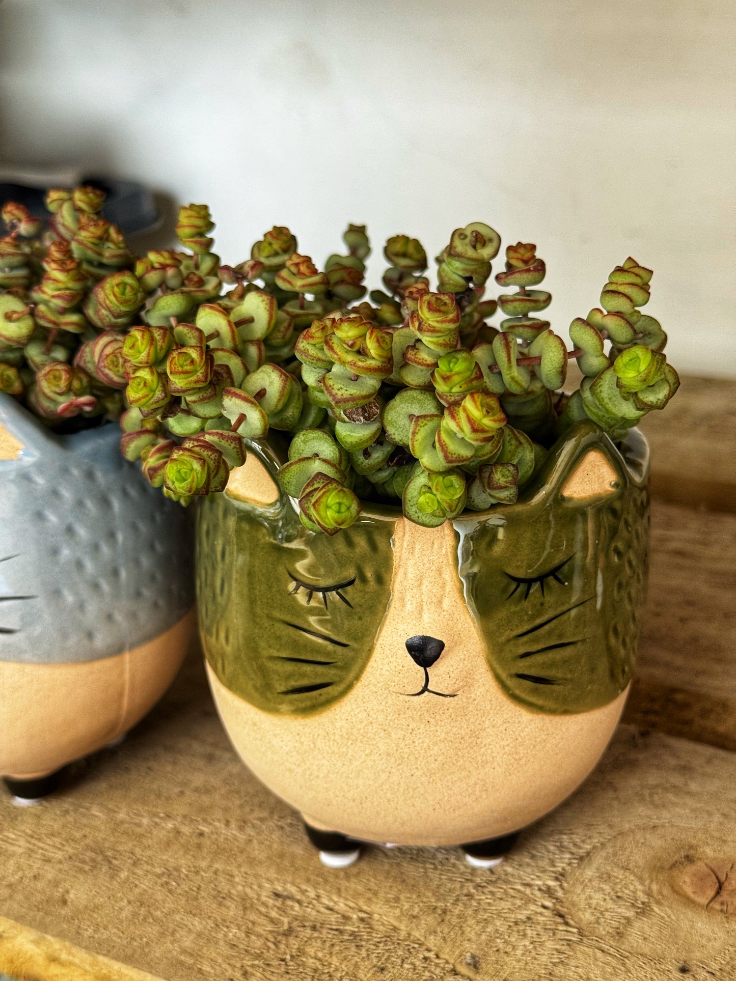 Crassula Hottentot – String of buttons-Hanging