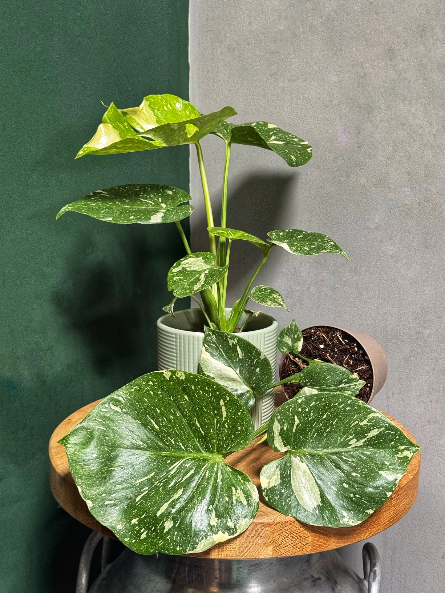 Monstera Thai Constellation