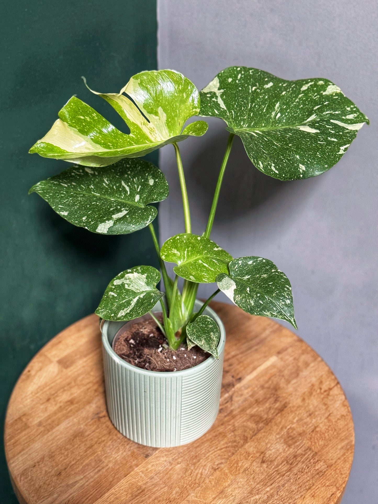 Monstera Thai Constellation
