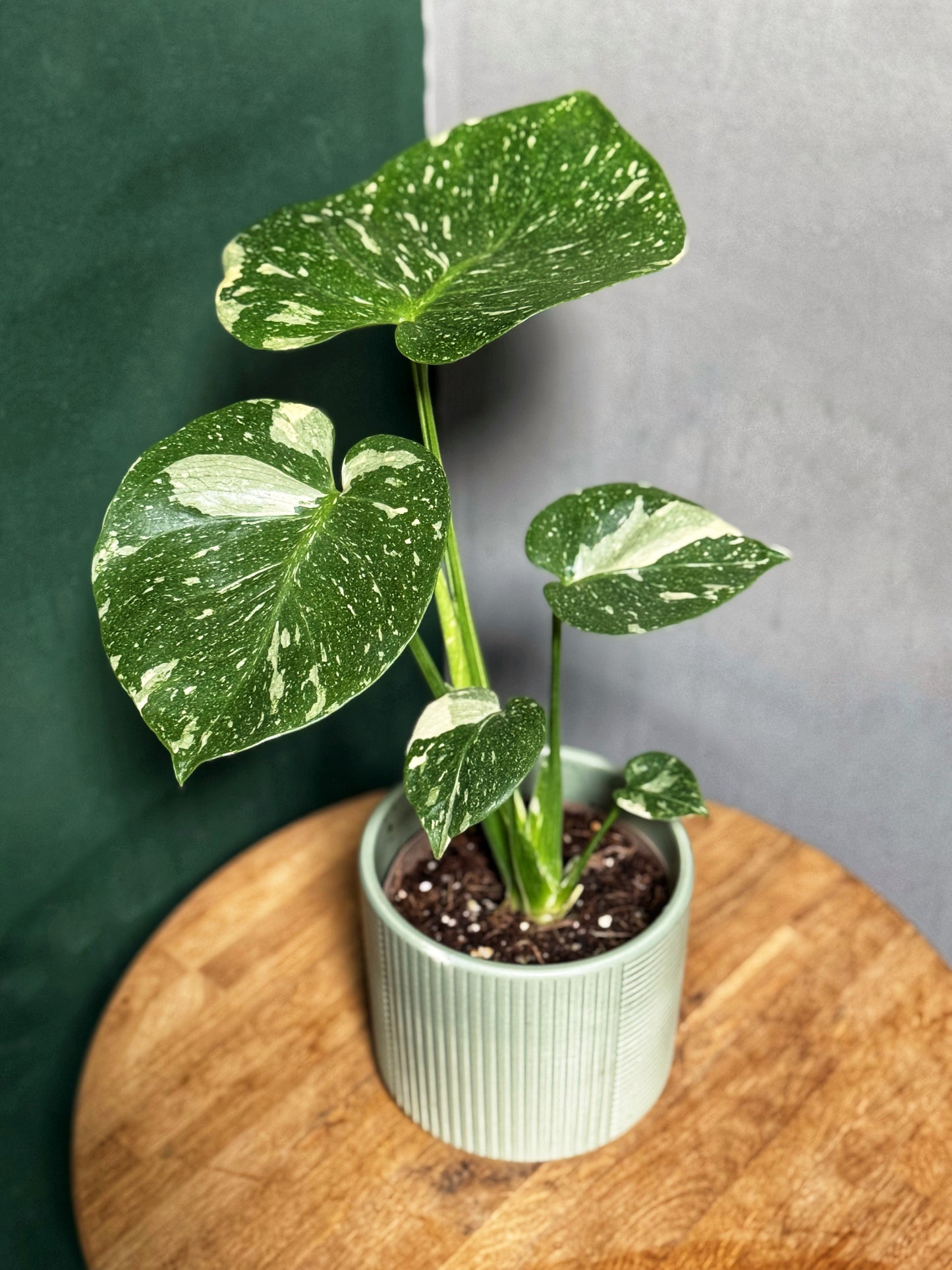Monstera Thai Constellation