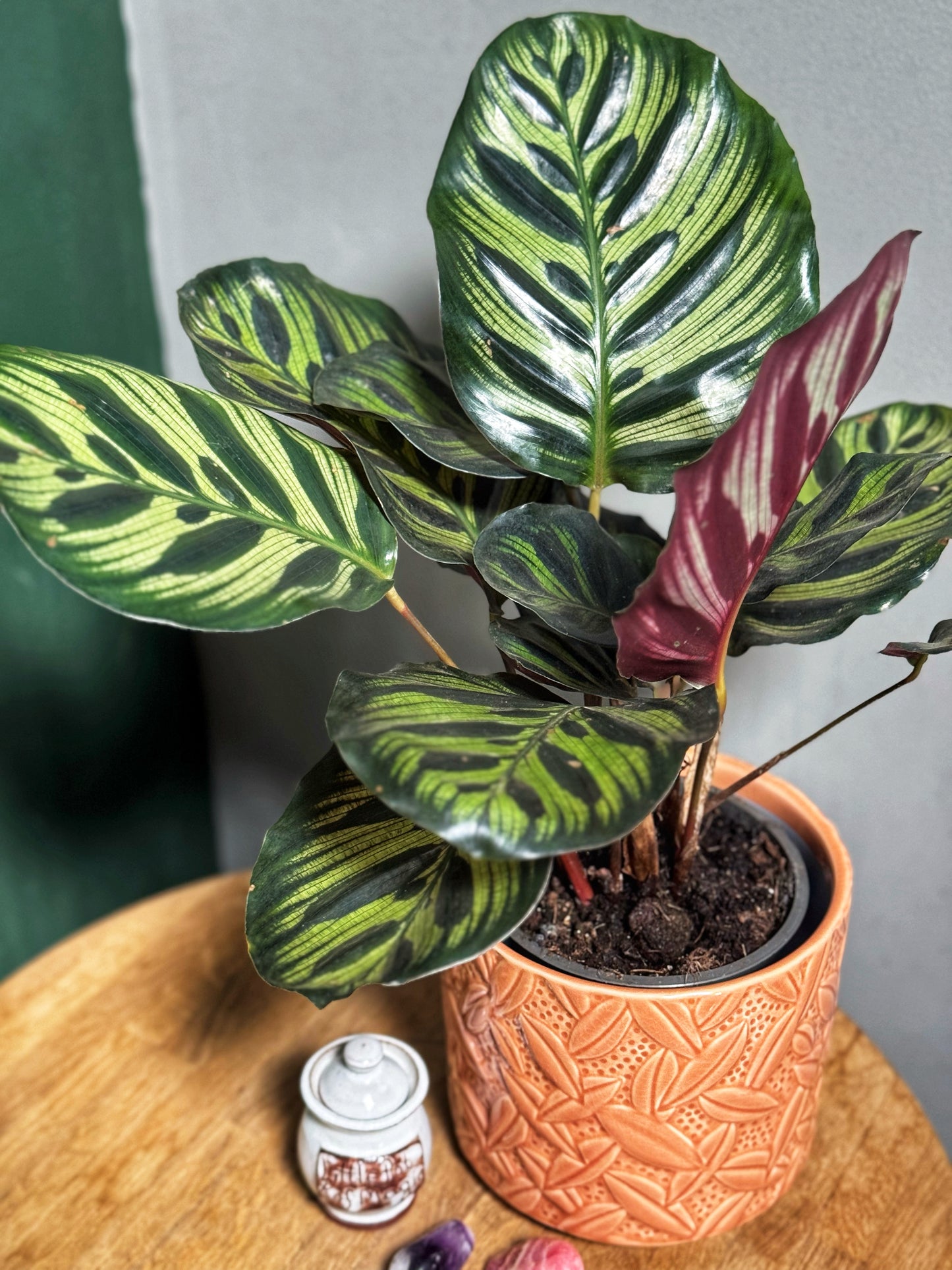 Prayer Plant- Peacock Calathea