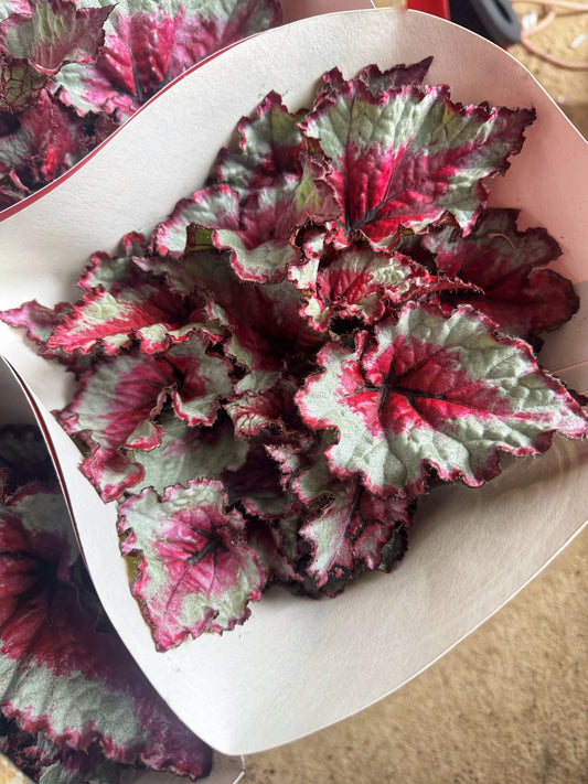 Begonia Rex- Maui sunset