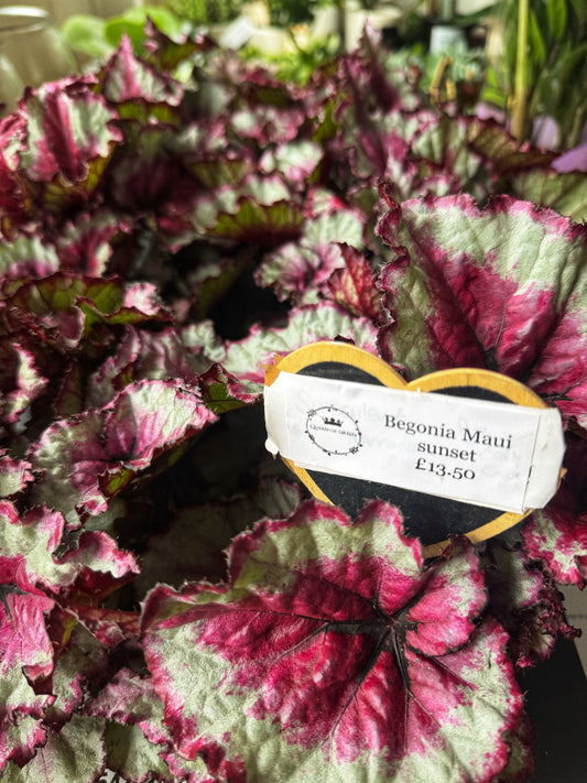 Begonia Rex- Maui sunset
