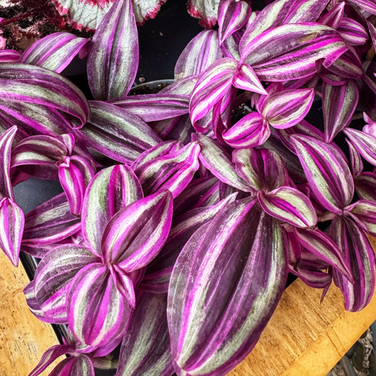 Tradescantia Pink Passion- Wandering Dude/Inch plant